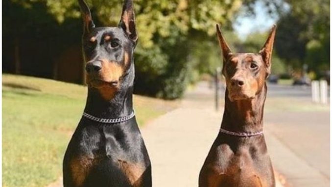 飼い犬がおむつで赤ちゃんを掴み上げる、ママも驚愕のその理由とは?