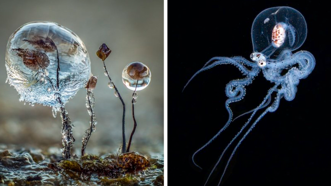 Close-Up Photographer Of The Year 2022, And Here Are 32 Photos That Took Home The Top Honors