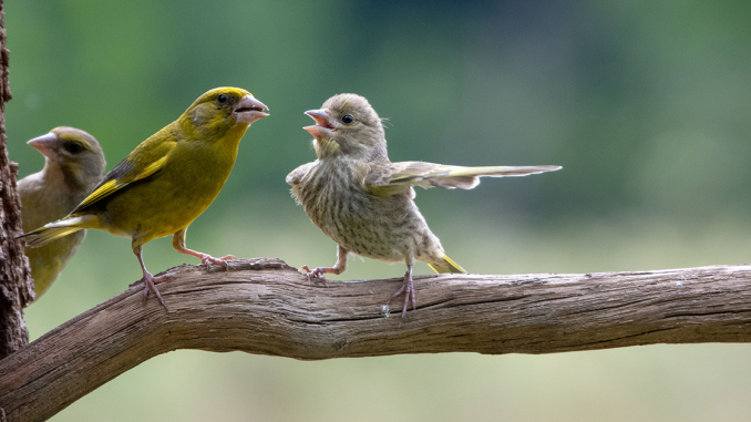 14 Of The Funniest Photos From This Year’s Wildlife Photography Contest That Are Comedy Gold