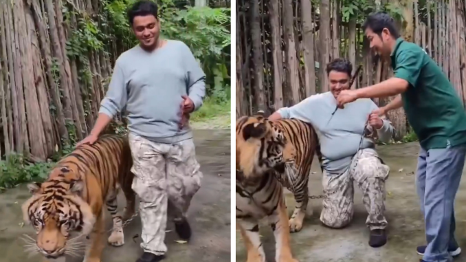 “People Are Stupid”: Man Brutally Attacked By Tiger After He Tried To Click A Selfie With It