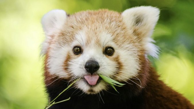 ”What’s Your Spirit Animal?” Uncover It By Answering 25 Fun Questions
