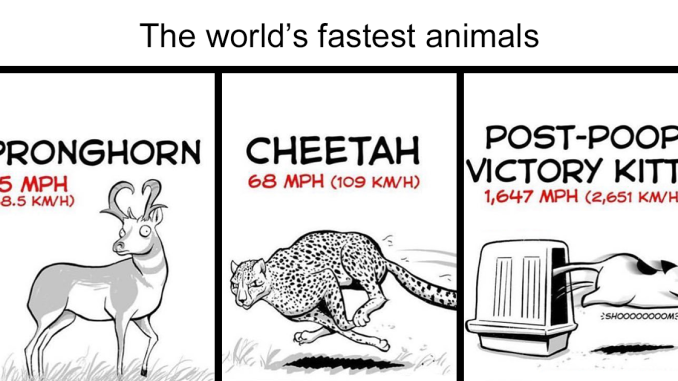 33 Relatable Comics If You’ve Ever Had A Cat, Created By This Artist