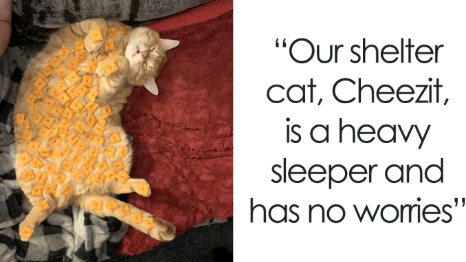 This IG Page Is A Meme Heaven For Cat Lovers, And Here Are 69 Of Its Funniest Posts