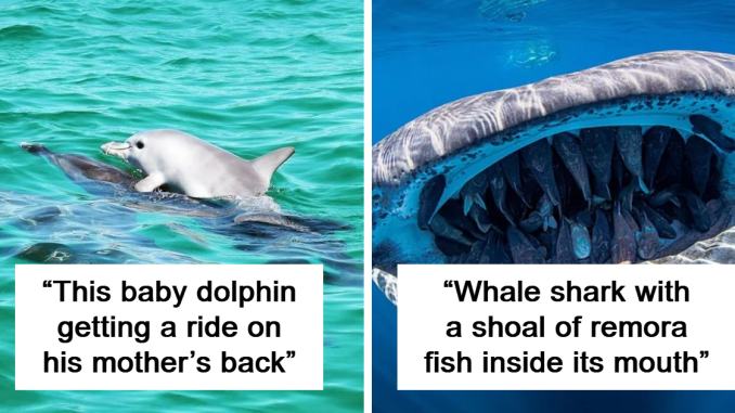 92 Photos From The Ocean That Capture Why People Are So Drawn To Its Mystery