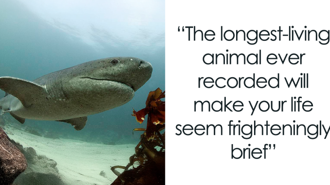 Meet The Longest Living Animal Whose Birth Predates Shakespeare