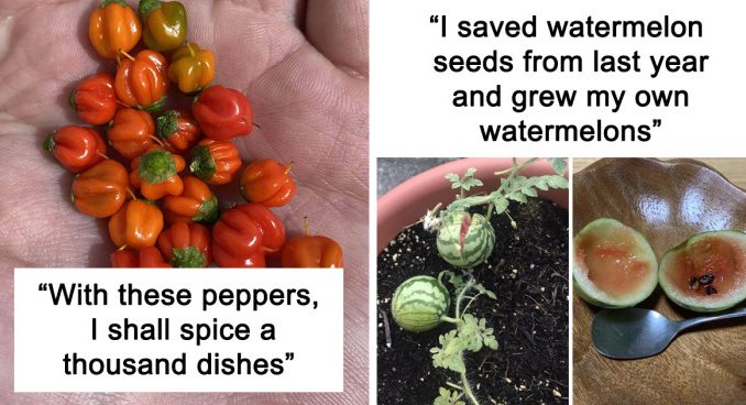 30 Times People Attempted To Grow Their Own Food, But The Results Were Hilariously Disappointing