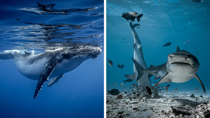 If You Love The Ocean, You Might Want To See These 33 Underwater Photos By Joeva Dachelet
