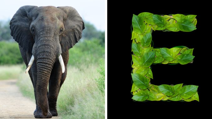 15 Animals That Start With “E” (And Where They Live)