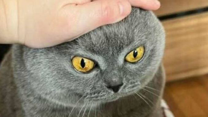 85 Mischievous Cat Pics That Perfectly Sum Up Feline Attitudes, As Shared By This FB Page