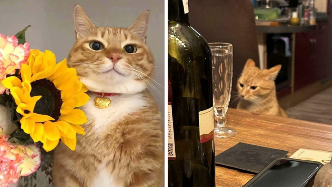 All Orange Cats Share One Communal Brain Cell And These 95 Pics Prove It (New Pics)