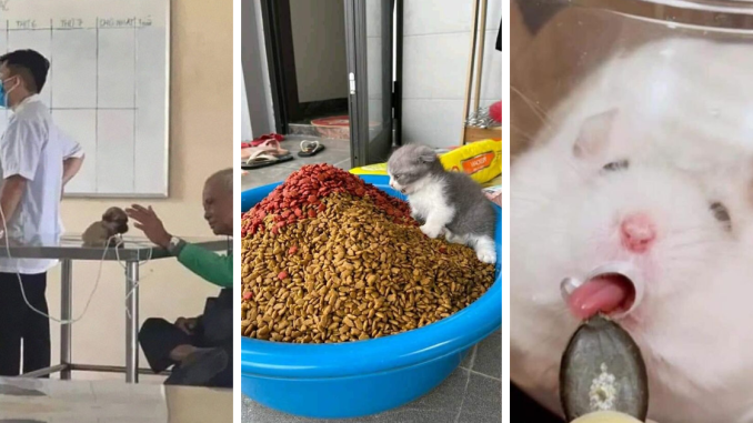 48 Awesome Animal Photos That Were Too Important Not To Share