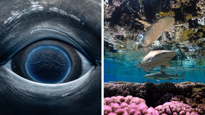 Photographer Captures Breathtaking Underwater Scenes (30 Pics)