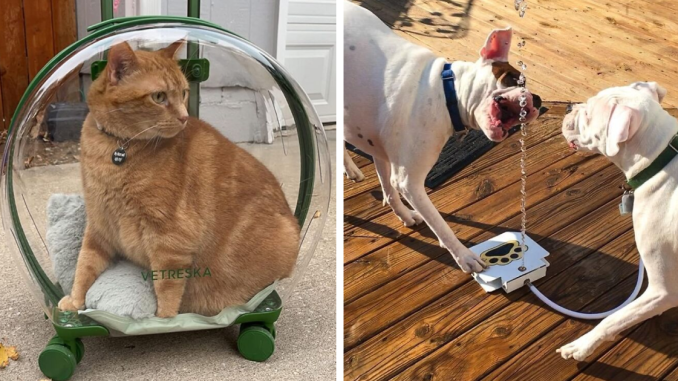 20 Ways To Ensure Your Pet Is Living Their Best (And Most Spoiled) Summer Life