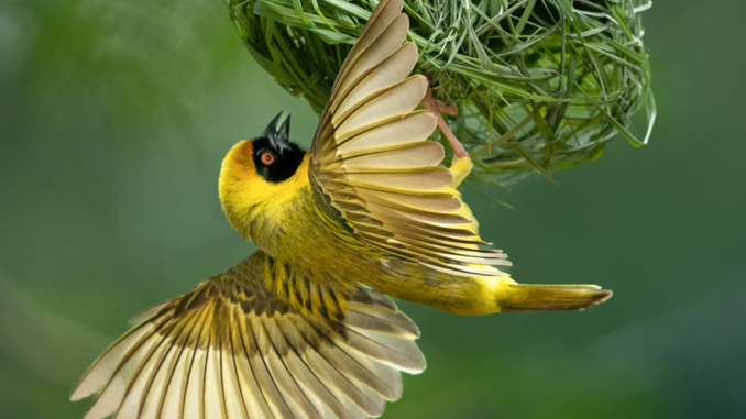 30 Striking Photos Of Wild Birds That Show Just How Majestic Nature Can Be