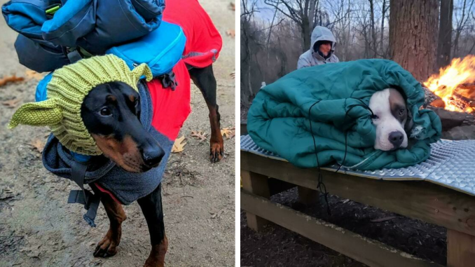 45 Doggone Adorable Doggos Just Out For A Hike With Their Owners