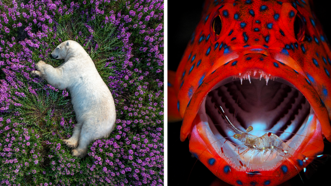 The 2023 International Photography Awards Has Revealed The Winning Nature Images (20 Pics)