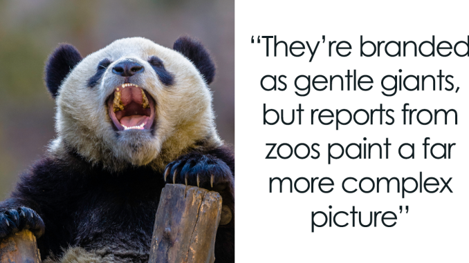 The Biological Illusion That Makes Pandas Look Far Less Dangerous Than They Actually Are