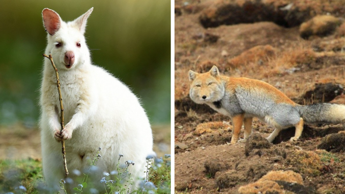 These 79 Unique And Cute Creatures Prove Nature Is Full Of Beautiful Surprises