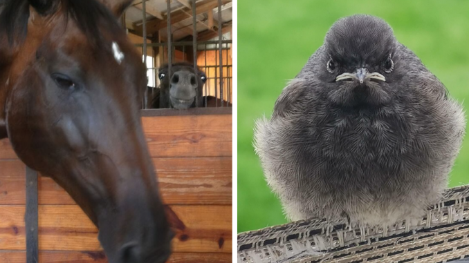 118 Hilariously Unphotogenic Animal Pics To Make Your Day Better (New Pics)