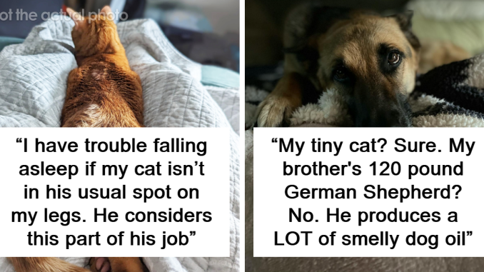 16 Internet Users Share Whether They Let Their Pets Sleep In Their Beds And Why