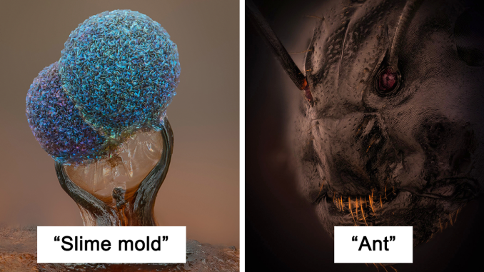 Here Are The Best Microscopic Photos, As Announced By The Nikon Small World Photomicrography Competition 2022 (35 Pics)