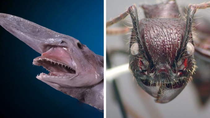 Reader’s Vote: What Is The Scariest Animal In The World?