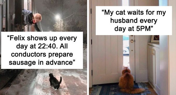 50 Of The Most Wholesome Cat Posts That Warmed Many People’s Hearts