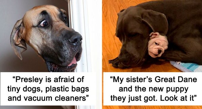 48 Great Danes Who Don’t Understand How BIG They Are (New Pics)