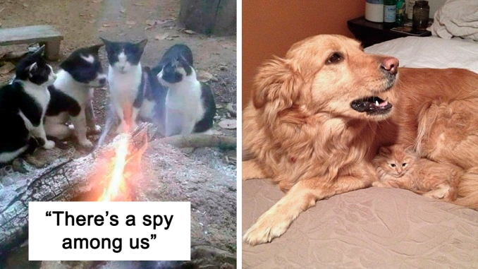50 Adorable Animals Who Have Brothers From Other Mothers