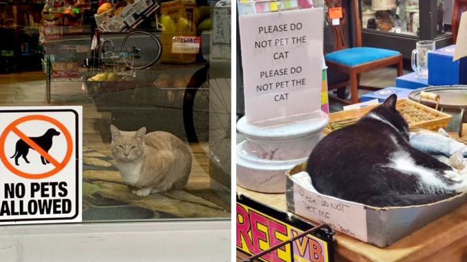 39 Cute Photos Of Bodega Cats That Feel Like Masters Of The Shops (New Pics)