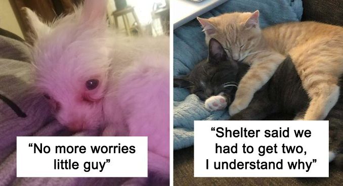 48 Most Wholesome Rescue Pet Photos Of The Month (January Edition)