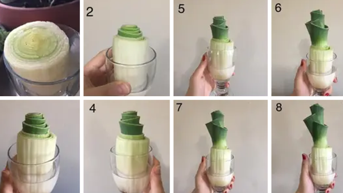 26 Foods You Can Regrow Instead Of Wasting