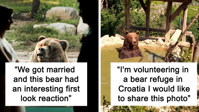 30 Times People Captured Bears Doing Ridiculous And Adorable Things