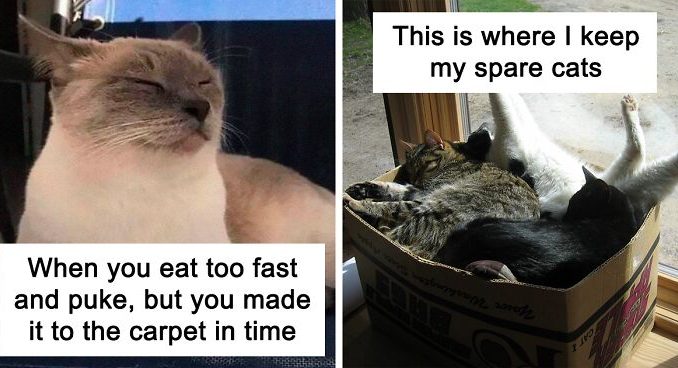 48 Funny Cat Jokes Created By People Clearly Living With One
