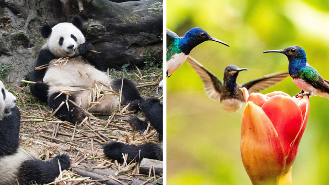 “A Conspiracy”:49 Of The Funniest Names For Groups Of Animals That Are Totally Real