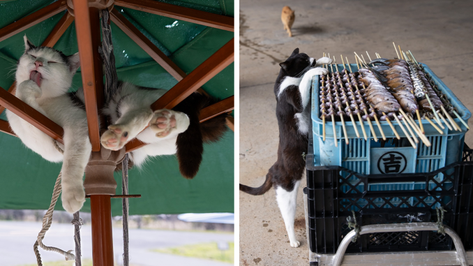 Celebrating The Quirky And Playful Side Of Cats: 50 Photos By Masayuki Oki
