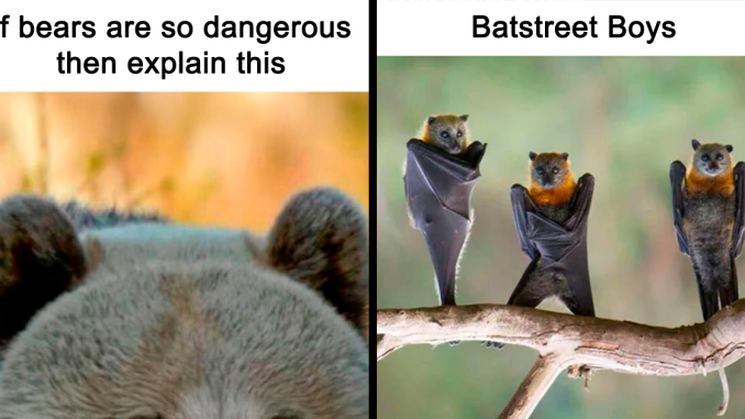 49 Times Wild Animals Were Turned Into Hilarious Memes