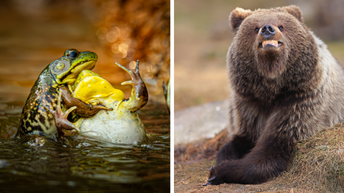 40 Times Wildlife Delivered Comedy Gold, Captured By Finalists Of The 2025 Nikon Comedy Wildlife Awards