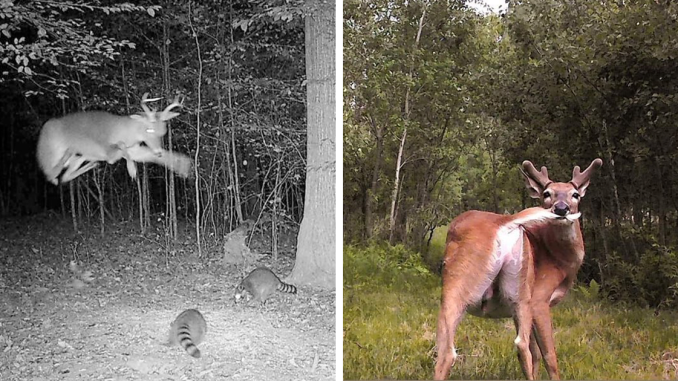 51 Wild Animals Captured Being Funny When They Didn’t Know They Were Being Recorded