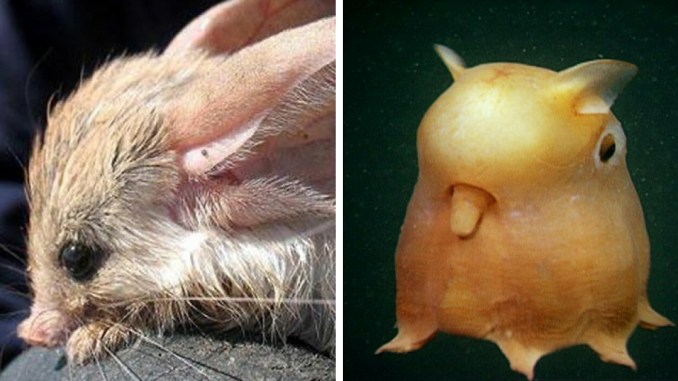 Weird, Funny, Or Bizarre Creatures Of The Earth Shared By This Instagram Account (29 Pics)