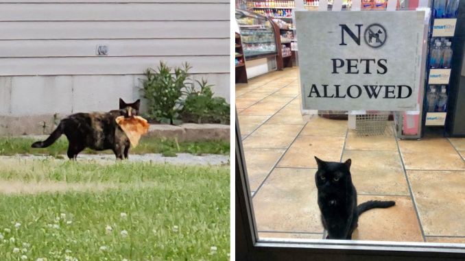 46 Cats Plotting, During Or In The Aftermath Of Their Crimes
