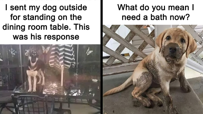 Feel-Good Animal Memes: 43 Reasons To Smile Today