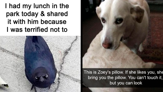 50 Animal Memes That Remind Us Life’s Better With A Little Fur And Chaos (New Pics)