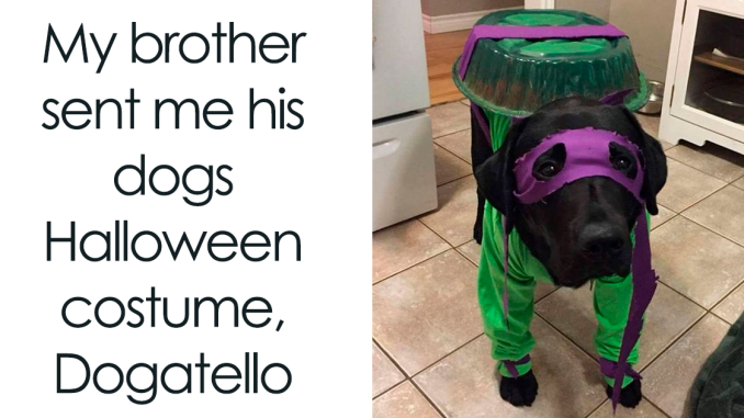 88 Wholesome Animal Memes To Make You Forget Your Worries For A While (New Pics)