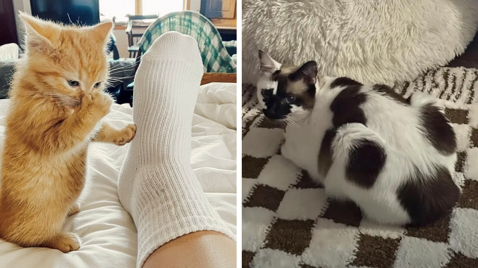 This Facebook Group Is The Place For Wholesome Animal Comedy, And These 28 New Photos Prove It