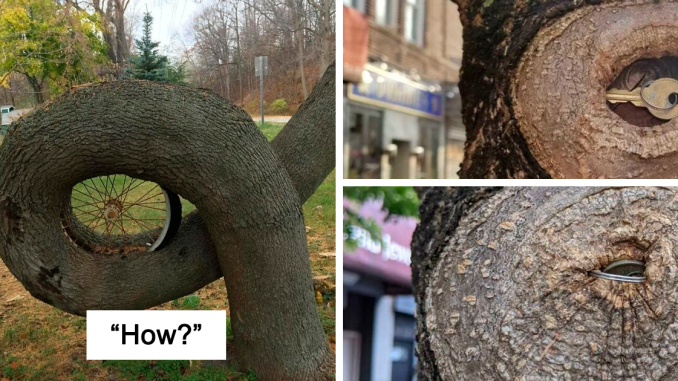 40 Times People Saw Trees ‘Devouring’ Random Objects And Just Had To Share Proof Online