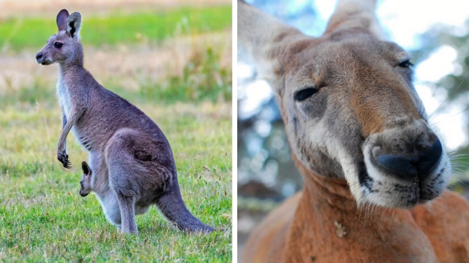 World Kangaroo Day: 35 Amazing Facts You Won’t Believe Are True