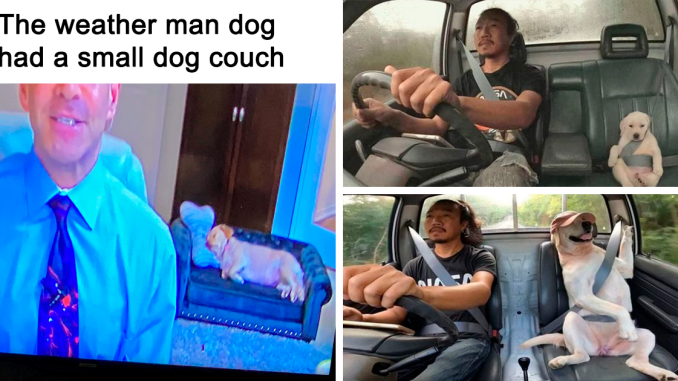 46 Memes That Are So Wholesome, You Can Even Show Them To Your Grandma (New Pics)