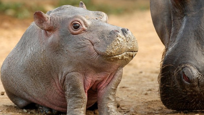 This Instagram Account Shows What Animals Would Look Like Without Necks (32 Pics)