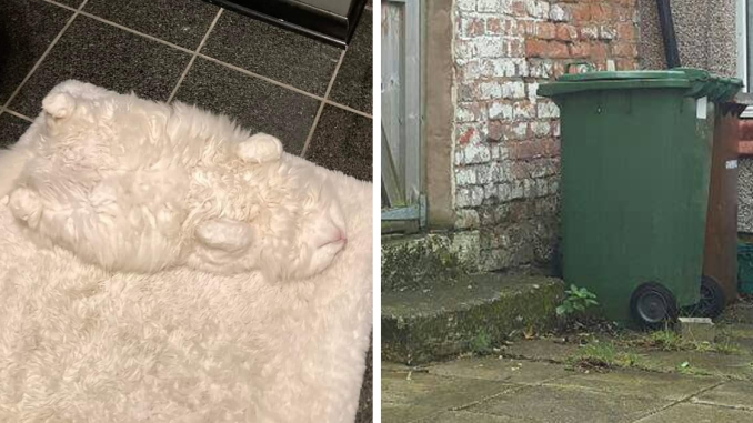30 Cats Who Are The True Masters Of ‘Hide And Seek’ As Shared On This Twitter Page